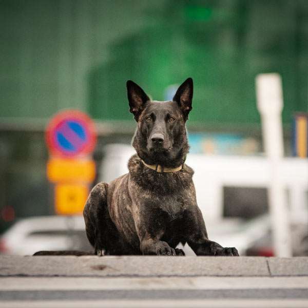 Pentujen jkoulutukseen erikoistunut koirakoulu Tampereella